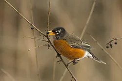 American Robin (Turdus migratorius)