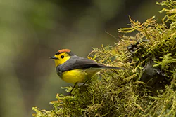 Pleszówka przepasana (Myioborus torquatus)