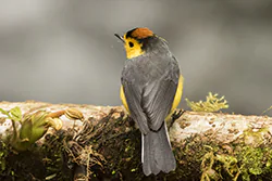 Pleszówka przepasana (Myioborus torquatus)