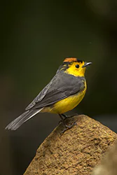 Pleszówka przepasana (Myioborus torquatus)