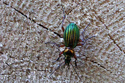  (Carabus auronitens)