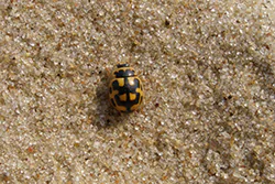 Biedronka wrzeciążka (Propylea quatuordecimpunctata)