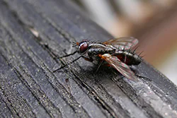  (Eriothrix rufomaculata)