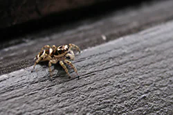 Zebra spider (Salticus scenicus)