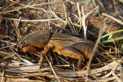 European Mole Cricket (Gryllotalpa gryllotalpa)
