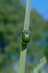 Green Tortoise Beetle (Cassida viridis)