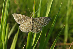 Wątlak nawrzosiak (Scopula immorata)