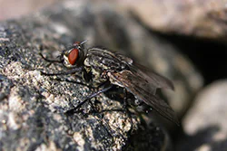 Common Flesh Fly (Sarcophaga carnaria)