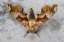 Lime Hawk-moth (Mimas tiliae)