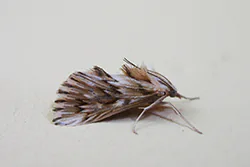  (Cynaeda dentalis)