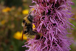 Bumblebee (Bombus sp)