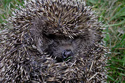 Jeż (Erinaceus europaeus)