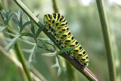 Old World Swallowtail (Papilio machaon)