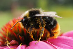 Bumblebee (Bombus sp)