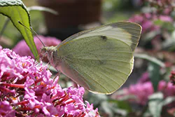 Bielinek kapustnik (Pieris brassicae)