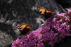 Rusałka pokrzywnik (Aglais urticae)
