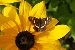Rusałka kratkowiec (Araschnia levana)