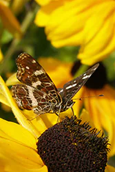 Rusałka kratkowiec (Araschnia levana)