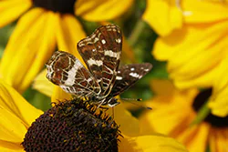 Rusałka kratkowiec (Araschnia levana)