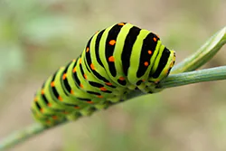 Old World Swallowtail (Papilio machaon)