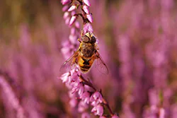 Drone Fly (Eristalis tenax)