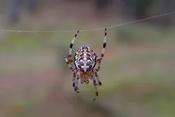 Krzyżak ogrodowy (Araneus diadematus)