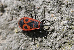 Kowal bezskrzydły (Pyrrhocoris apterus)