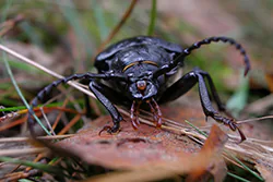 Dyląż garbarz (Prionus coriarius)