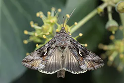 Błyszczka jarzynówka (Autographa gamma)