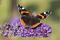 Rusałka admirał (Vanessa atalanta)