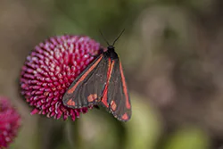 Proporzyca marzymłódka (Tyria jacobaeae)