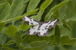 Clouded Border (Lomaspilis marginata)