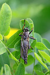 (Neoitamus sp)