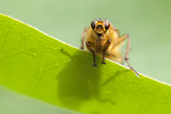 Yellow Dung Fly (Scatophaga stercoraria)