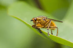 Yellow Dung Fly (Scatophaga stercoraria)