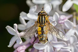Sun Fly (Helophilus pendulus)