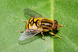 Sun Fly (Helophilus pendulus)