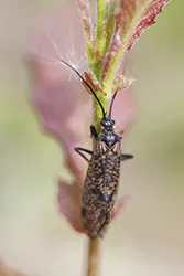  (Oligostomis reticulata)