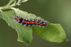 Kuprówka złotnica (Euproctis similis)