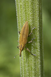 Kulczanka kosaćcówka (Lixus iridis)