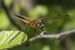 Ważka czteroplama (Libellula quadrimaculata)