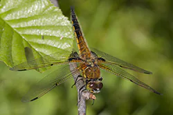 Ważka czteroplama (Libellula quadrimaculata)