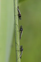 Ochotka piórkówka (Chironomus plumosus)