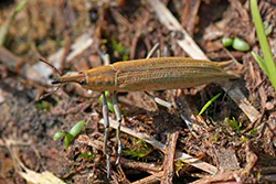 Kulczanka kosaćcówka (Lixus iridis)