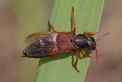  (Staphylinus caesareus)