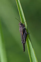 Slender Ground-hopper (Tetrix subulata)