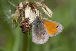 Small Heath (Coenonympha pamphilus)