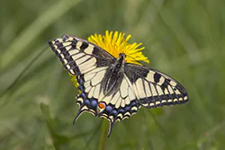 Old World Swallowtail (Papilio machaon)
