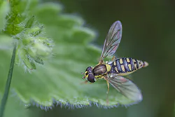  (Sphaerophoria sp)