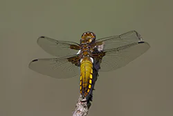 Ważka płaskobrzucha (Libellula depressa)